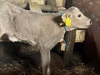 母牛, Charolais cattle — 照片 1