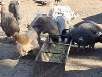 Guinea fowl — photo 2