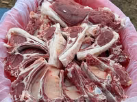 Widder, Rhon sheep — Foto 7