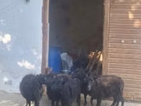 भेड़, Ouessant sheep — फ़ोटो 1
