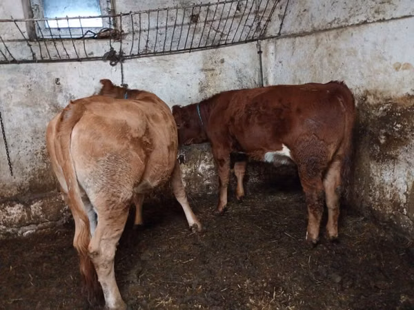 Cattle (batch, sex not specified), Simmental cattle