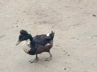 Ducks — फ़ोटो 4