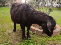 Goat, Goats — photo 7