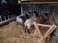 绵羊（批次，未指定性别）, White Suffolk sheep — 照片 6