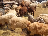 绵羊（批次，未指定性别）, Sheep — 照片 3