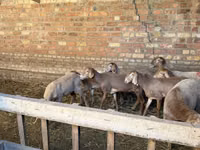 Sheep, Hissar sheep — photo 1