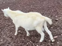 बकरा, Saanen goat — फ़ोटो 3