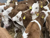 Rinder (Partie, Geschlecht nicht angegeben), Simmental cattle — Foto 1
