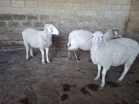 Schaf, Merino sheep — Foto 7