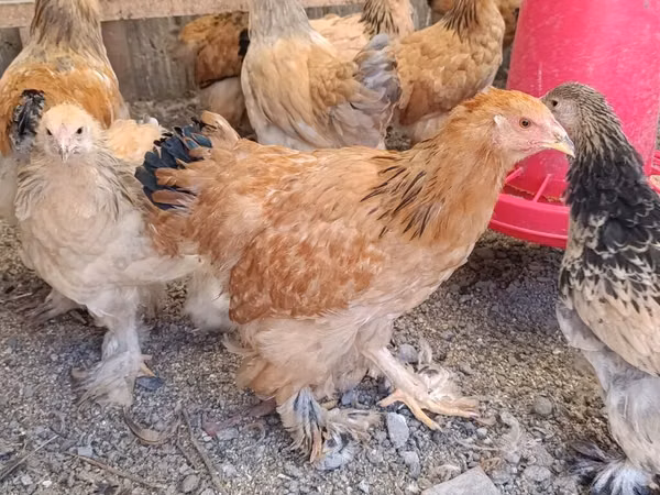 Brahma