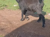 Goats (batch, sex not specified), Goats — photo 1