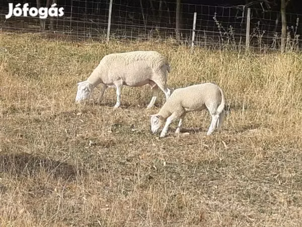 Ram, Sheep