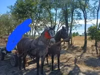 母马, Horses — 照片 2