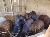 Ram, Sheep — photo 3