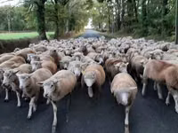 母羊, Ile-de-France sheep — 照片 5