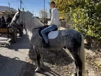 Hengst, Andalusian horse — Foto 1