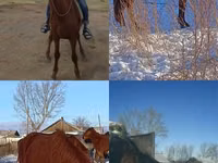 Hengst, Kustanai horse — Foto 1