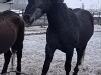 حصان, Lipizzaner — الصورة 3
