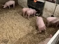 Schweine (Partie, Geschlecht nicht angegeben) — Foto 7