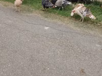 Turkeys — 照片 3