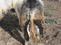 सांड, बेल्जियन नीली — फ़ोटो 7
