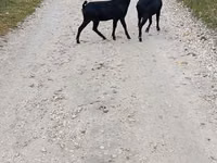 Cabra, Murcia-Granada goats — foto 1