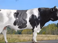Kuh, Aberdeen-Angus — Foto 6
