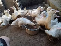 Ducks — Foto 5