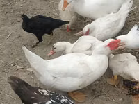 Chickens — الصورة 4