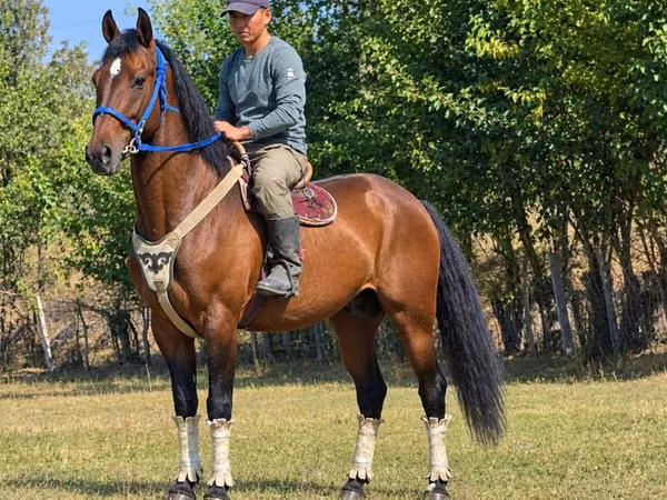 Hengst, Kyrgyz Horse