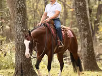 Hengst, Quarter Horse — Foto 6