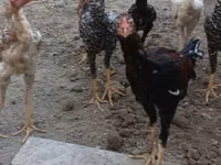 Chickens — photo 7