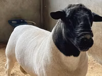 मेढ़ा, Dorper sheep — फ़ोटो 1