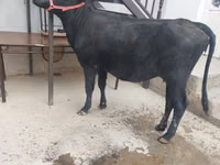 Vaca, Ganado vacuno — foto 1