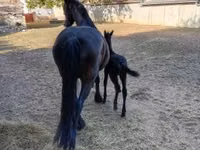 فرس, Friesian — الصورة 5
