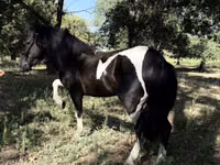 马匹（批次，未指定性别）, American shetland pony — 照片 2