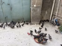 بليموث روك — الصورة 3
