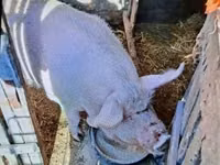 Sow, Pigs — photo 2