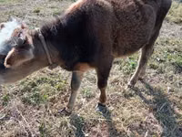 Toro, Ganado vacuno — foto 1