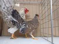 Chickens — Foto 8