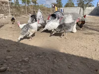 Turkeys — फ़ोटो 8
