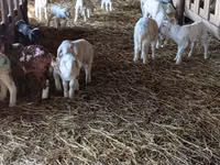 母羊, Awassi sheep — 照片 4
