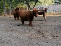 Vaca, Highland — foto 2