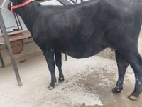 Vaca, Ganado vacuno — foto 6