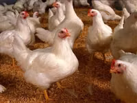 Chickens — 照片 1