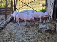 Eber, Schweine — Foto 2