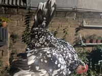Chickens — Foto 6