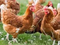 Chickens — foto 1