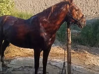 घोड़ा, Karabakh horse — फ़ोटो 1