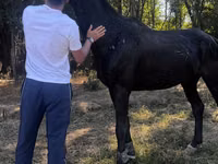 Caballo, Russian warmblood — foto 1